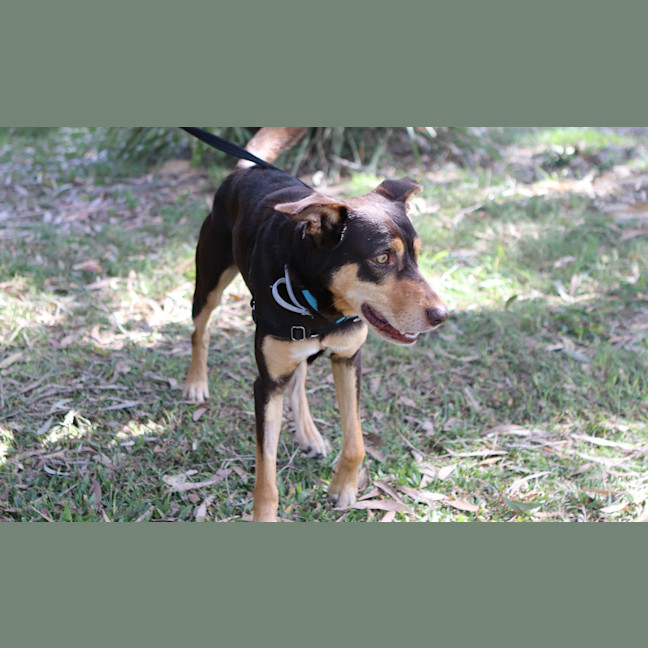 Photo of Rex