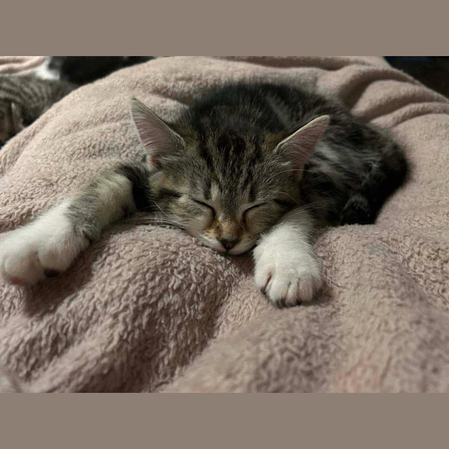 Photo of Olive