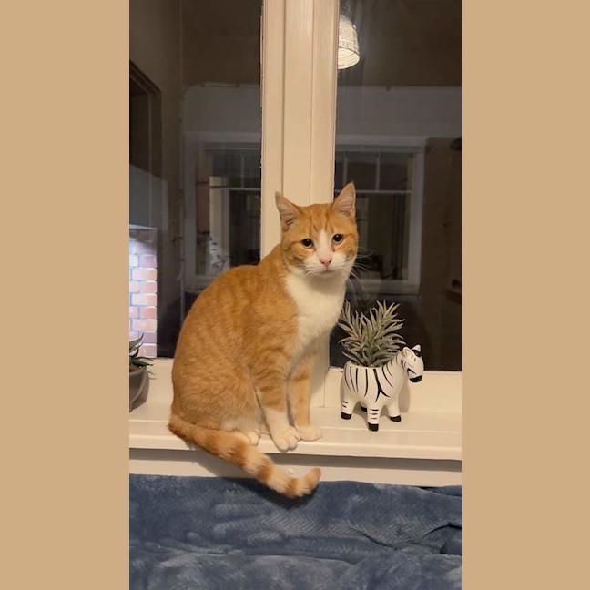 Photo of Waffles