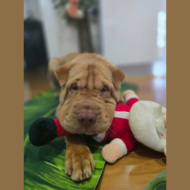 Photo of Wrinkles