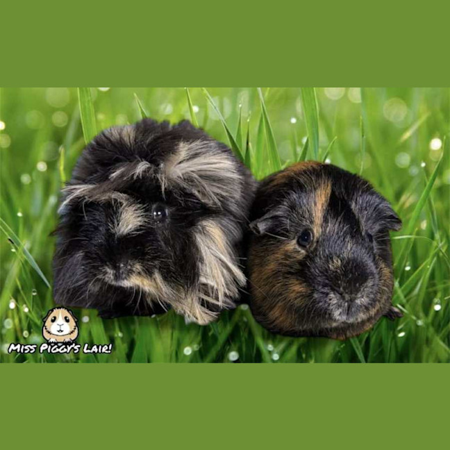 Photo of Fluffy And Sushi