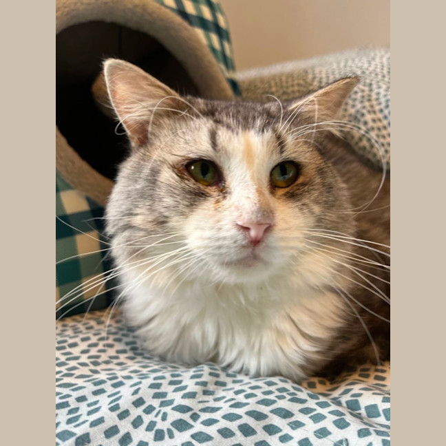 Photo of Harvey * 9 Lives Project Rescue*