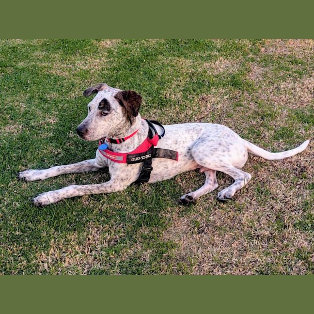 Photo of Pongo