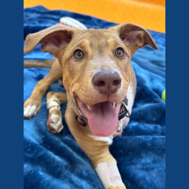 Photo of Banjo