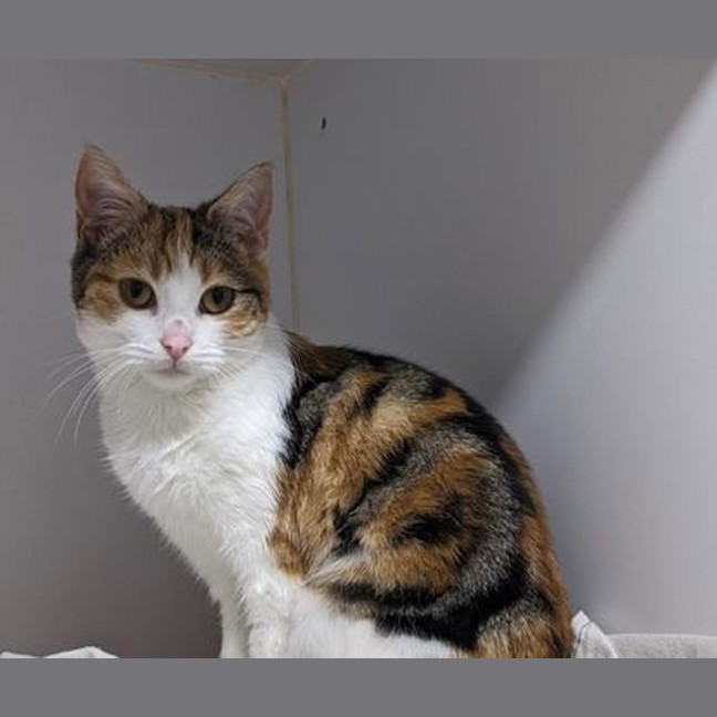 Photo of Tilly