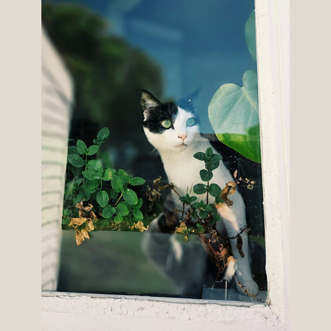 Photo of Makita   In Foster Care In Northcote