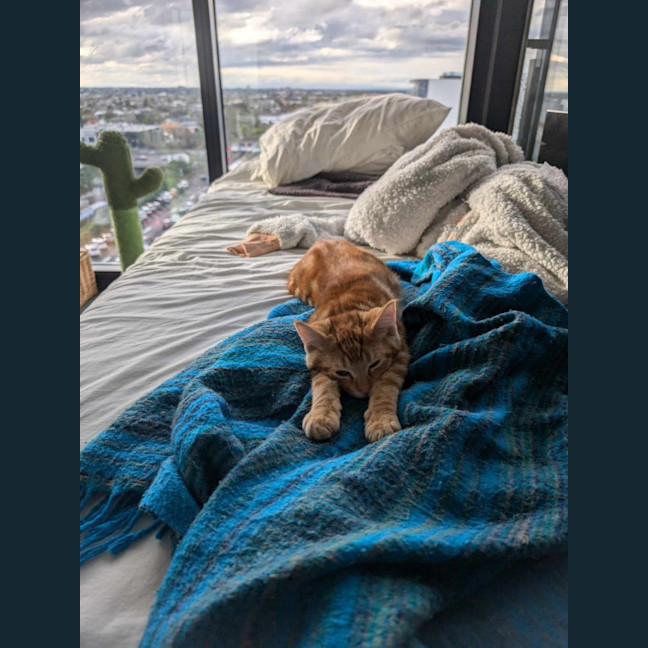 Photo of Bluey (Ginger)