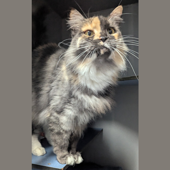 Photo of Narla