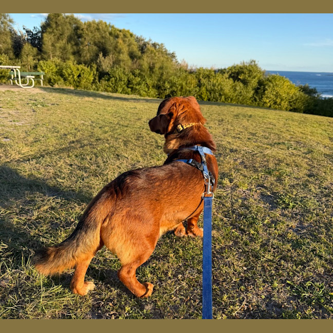 Photo of Spud   4 Year Old Corgi X
