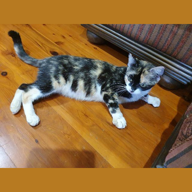 Photo of Savannah