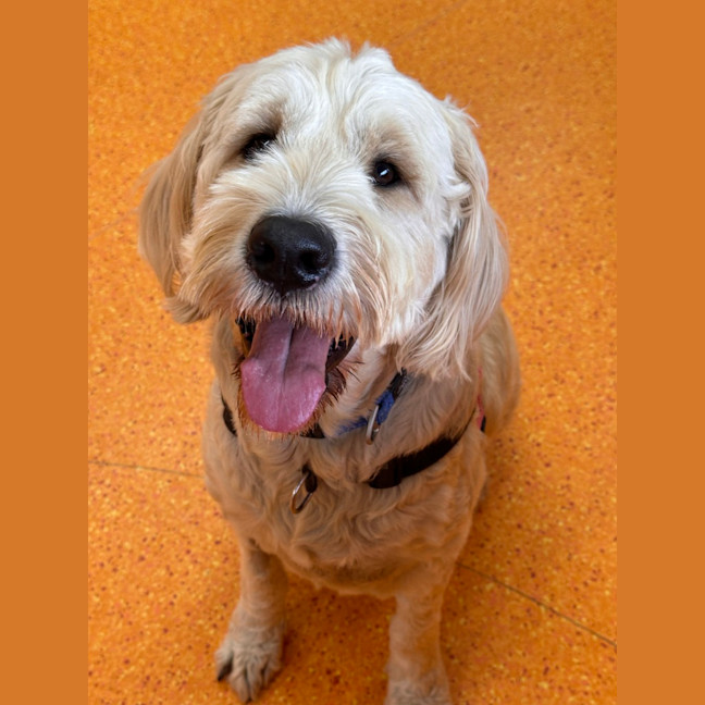 Photo of Kodi