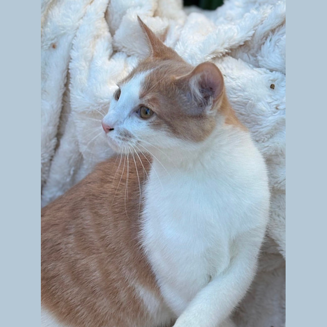 Photo of Cooper 💙🐾😺