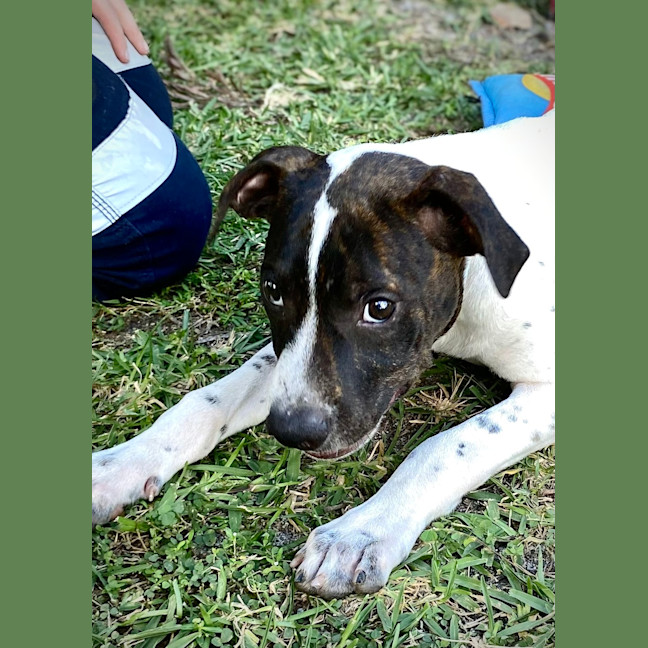 Photo of Loki