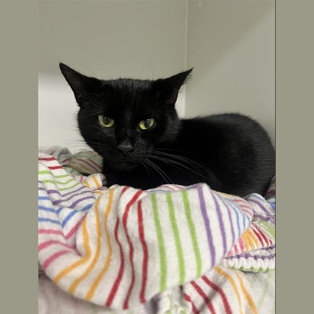 Photo of Bagheera