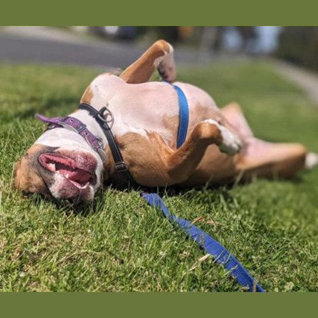 Photo of Cashina