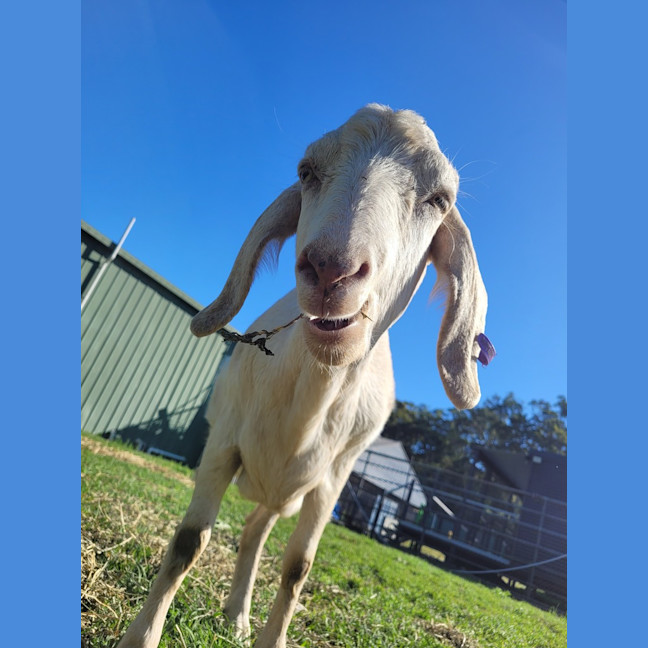 Photo of Oats