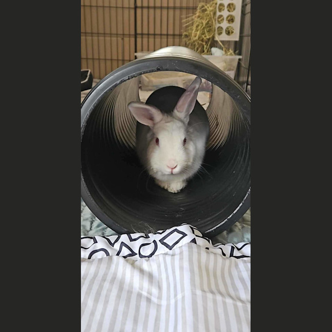 Photo of Fluffball Mc Gee