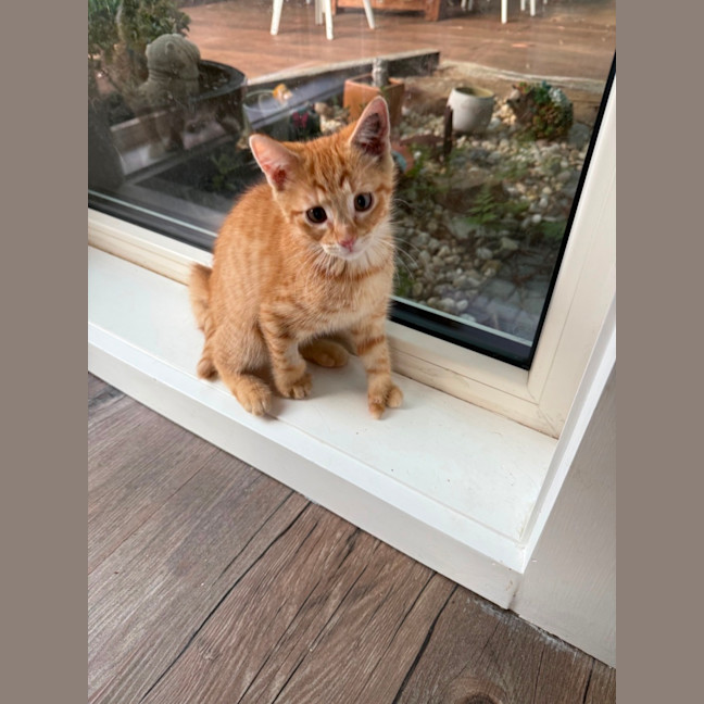 Photo of Tony (De No Toe Za)  Meet Me At Petstock Keysborou