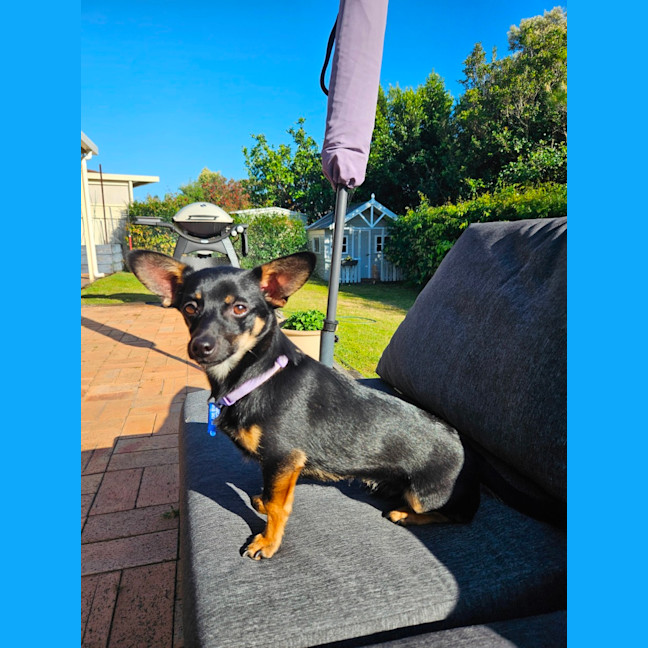 Photo of Alfie  9 Month Old Chihuahua X Dachshund 