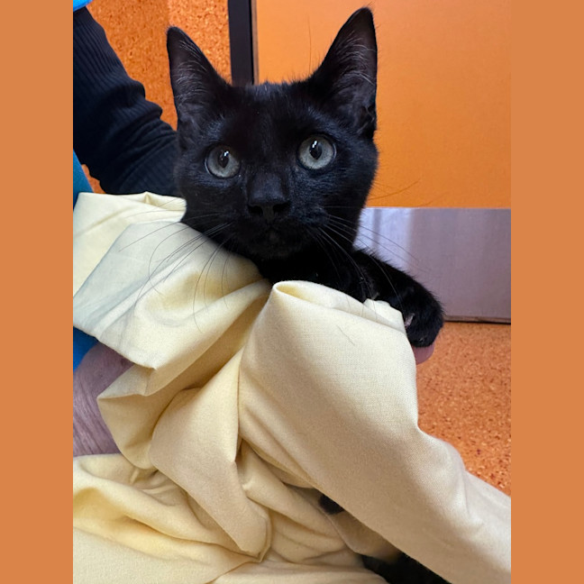 Photo of Binx