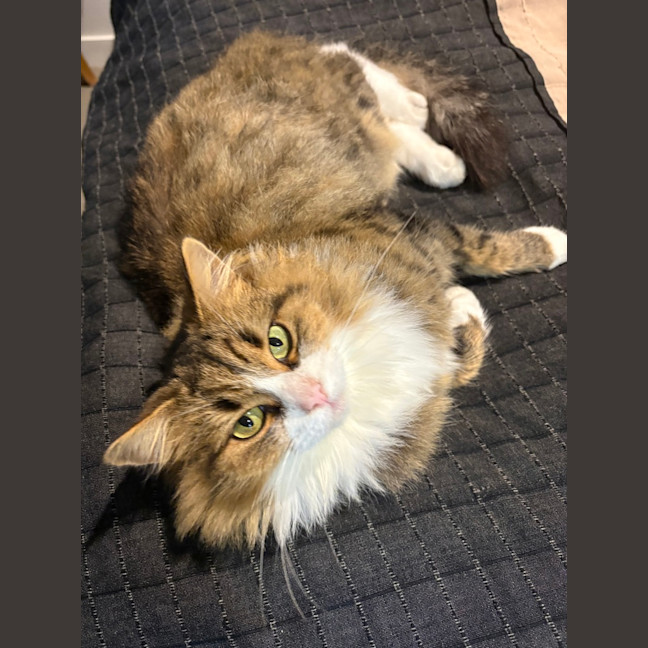 Photo of Gracie (Was Caramel Slice)