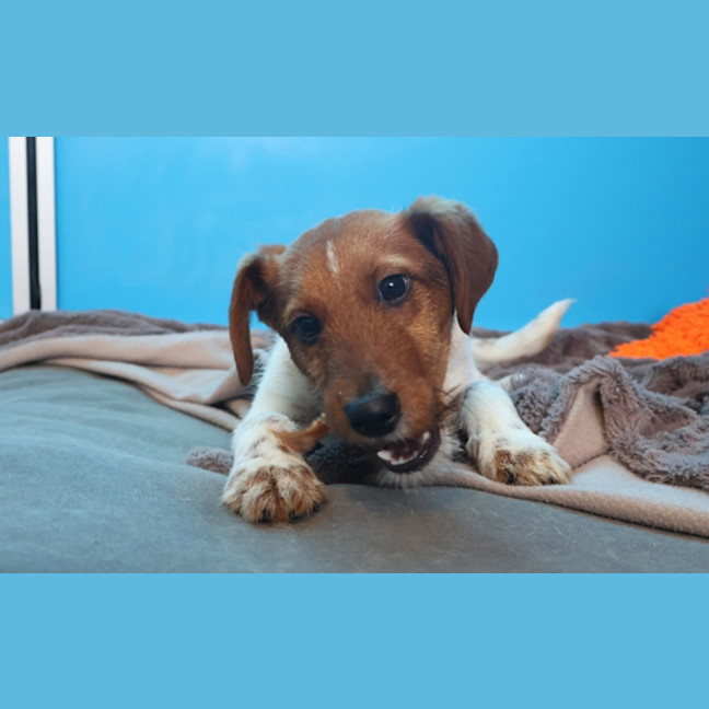 Photo of Clarence Von Wigglebottom