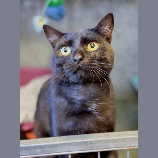 Photo of Scar