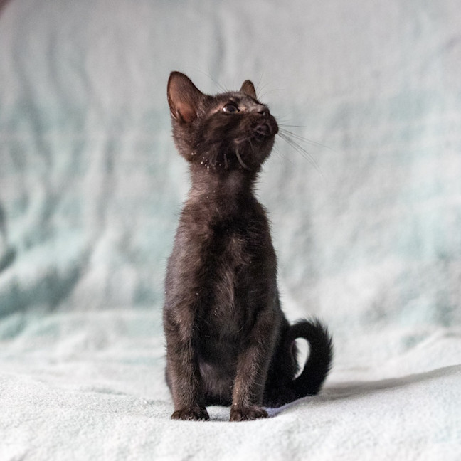 Photo of Fern