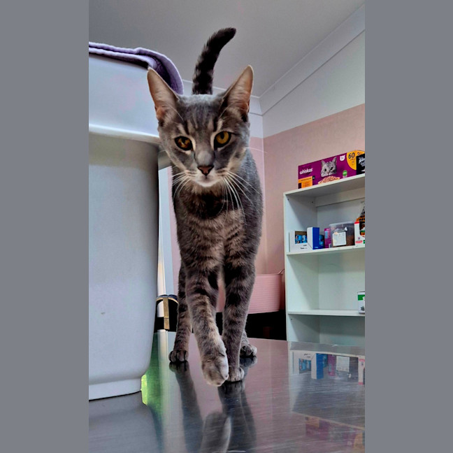 Photo of Smokey (7657)