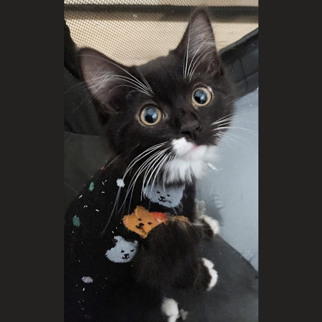 Photo of Sparrow