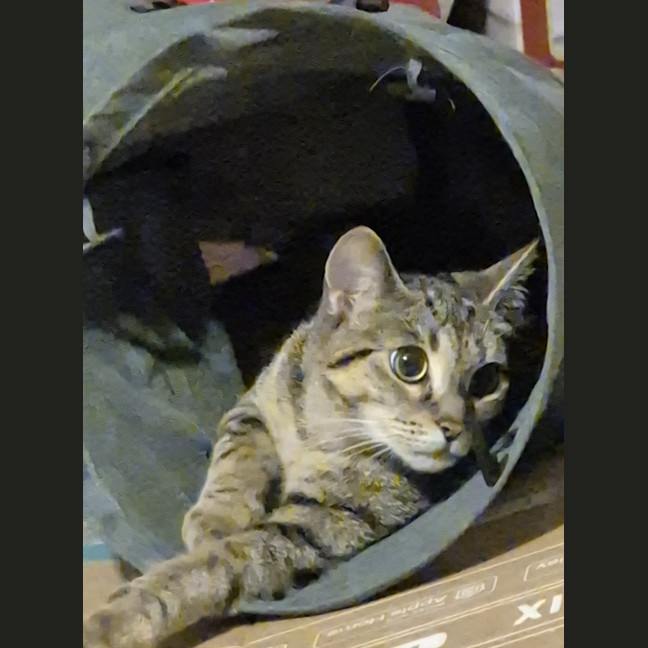 Photo of Tumbles   1 Year Old Domestic Short Hair