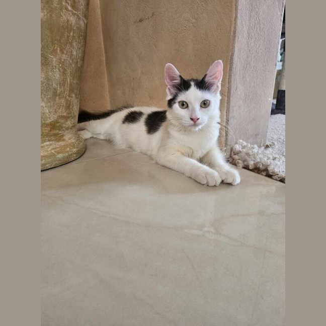 Photo of Peanut