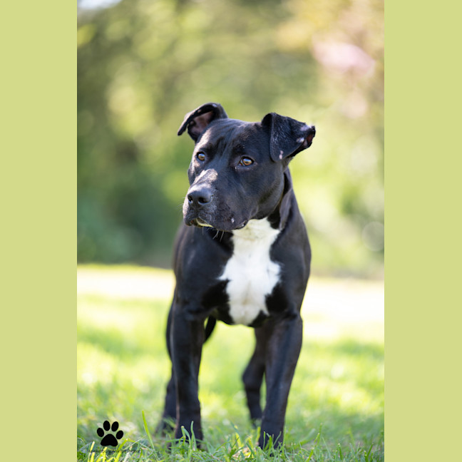 Photo of Spot