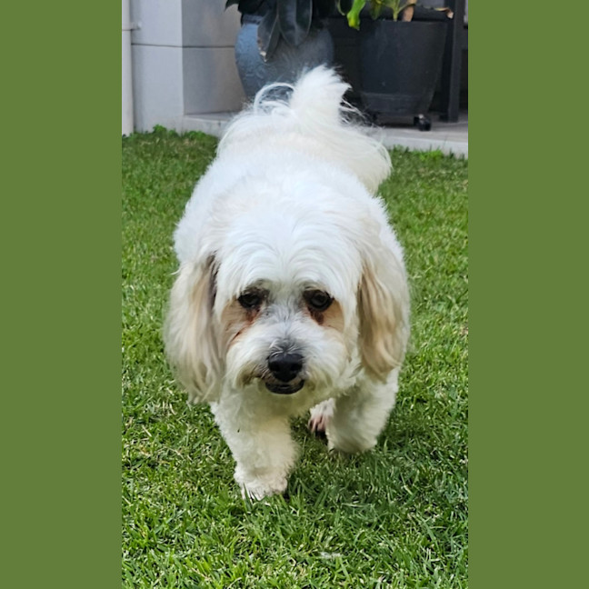 Photo of Cookie 🍪 