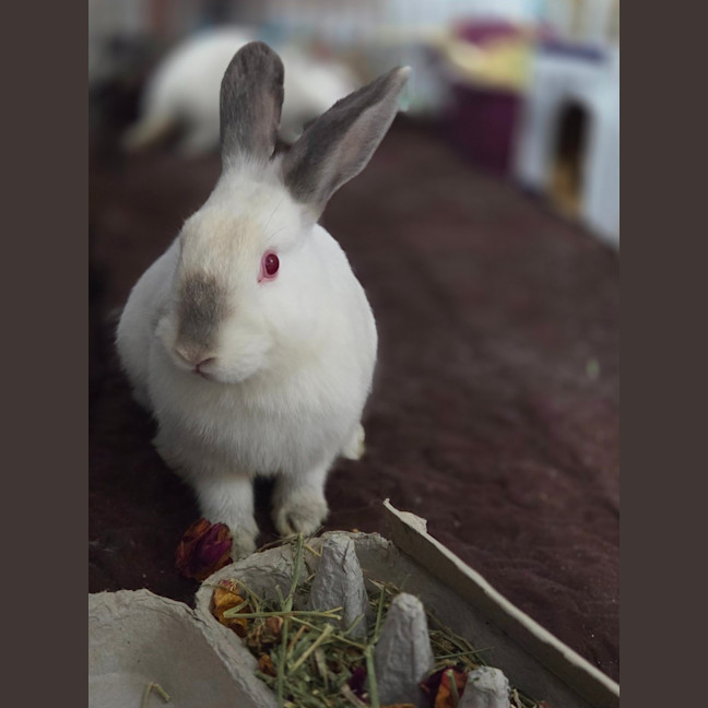 Photo of Hiccups