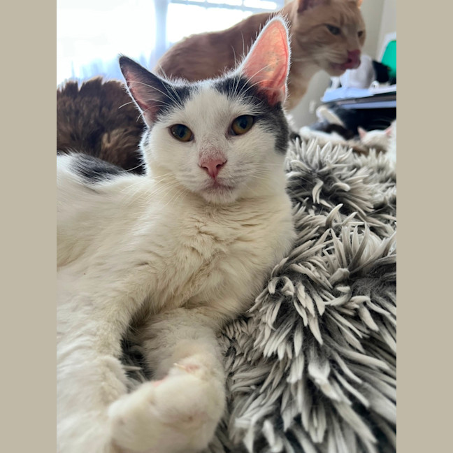 Photo of Larry *9 Lives Project Rescue*