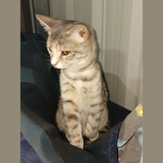Photo of Gamma