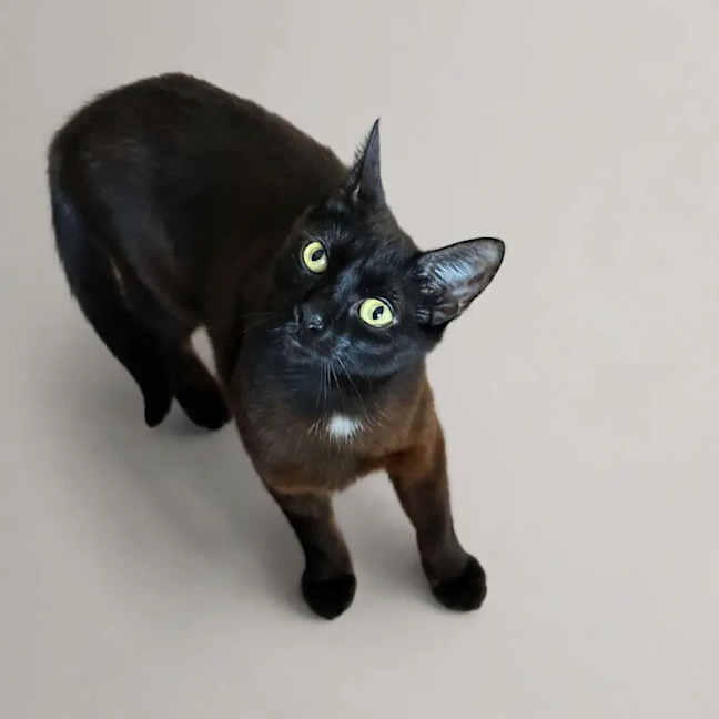Photo of Raven