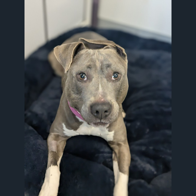 Photo of 🍇 Lyra 6376 🍇