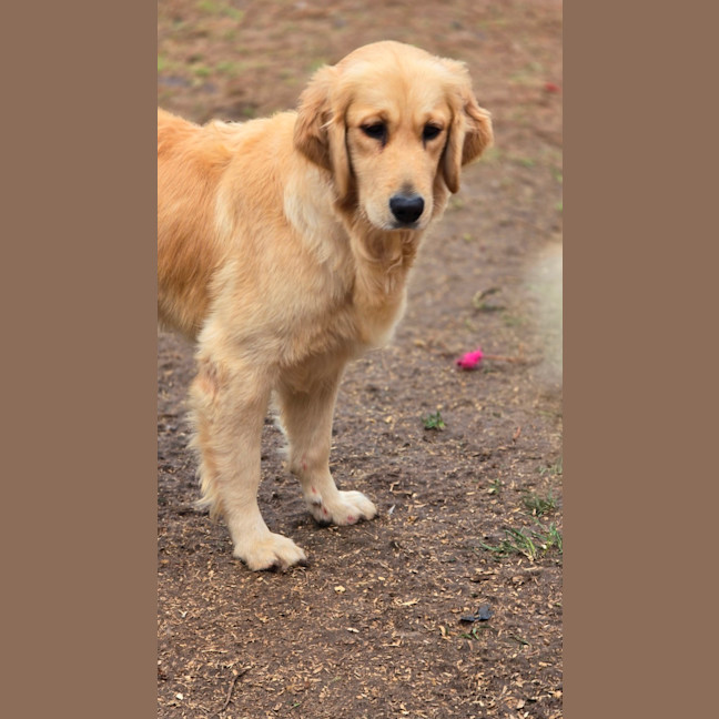 Photo of Stella