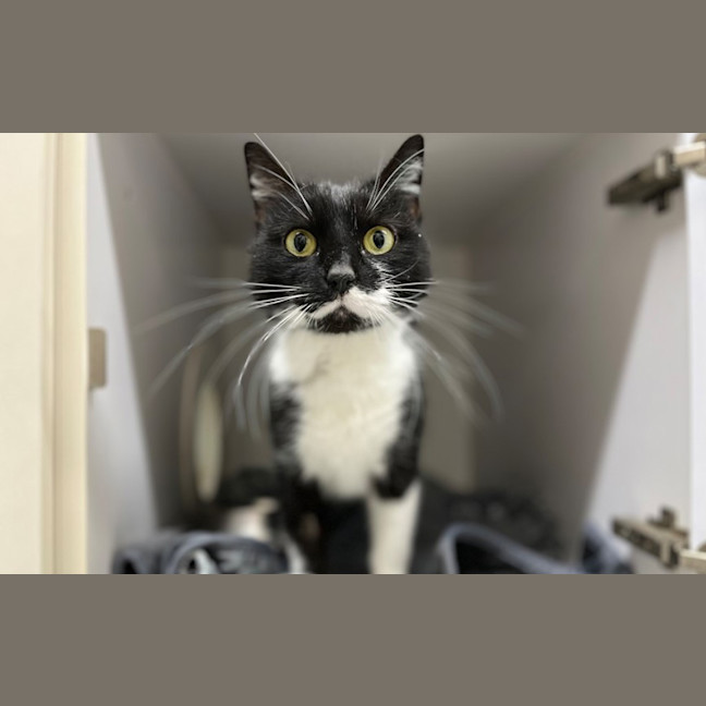Photo of Salem