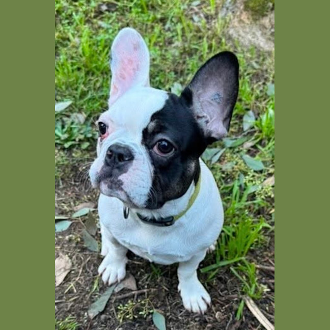 Photo of Frenchie