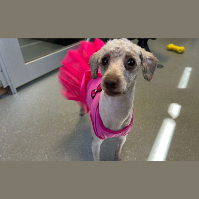 Photo of Peach