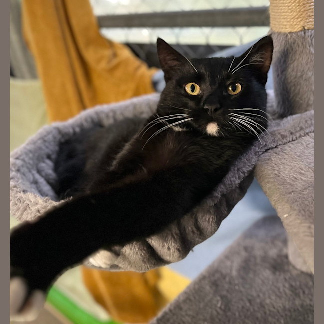 Photo of Hamlet