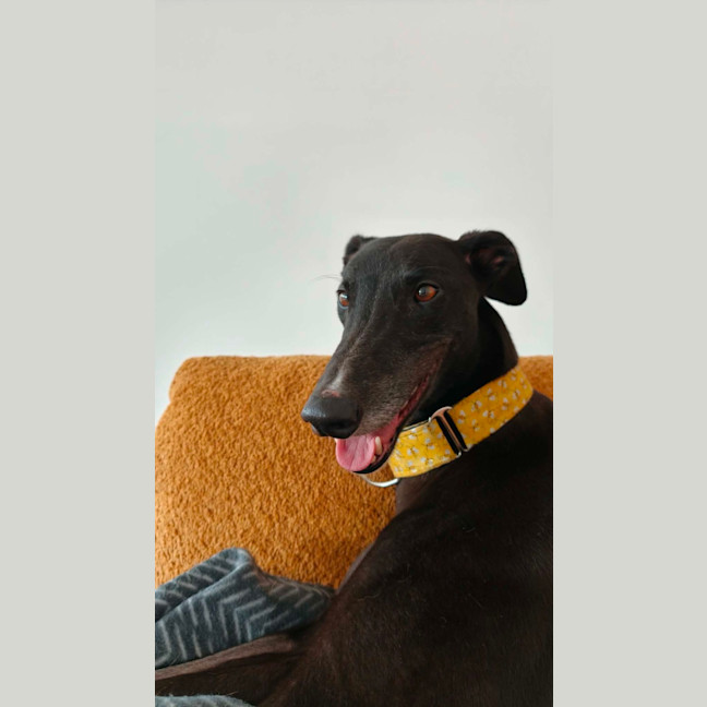 Photo of Eve, The Greyhound