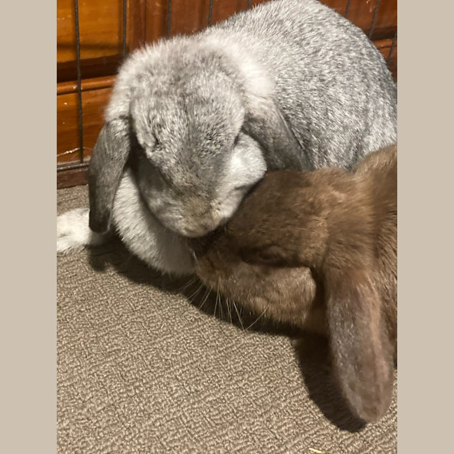 Photo of Zippy Ollie & Zana