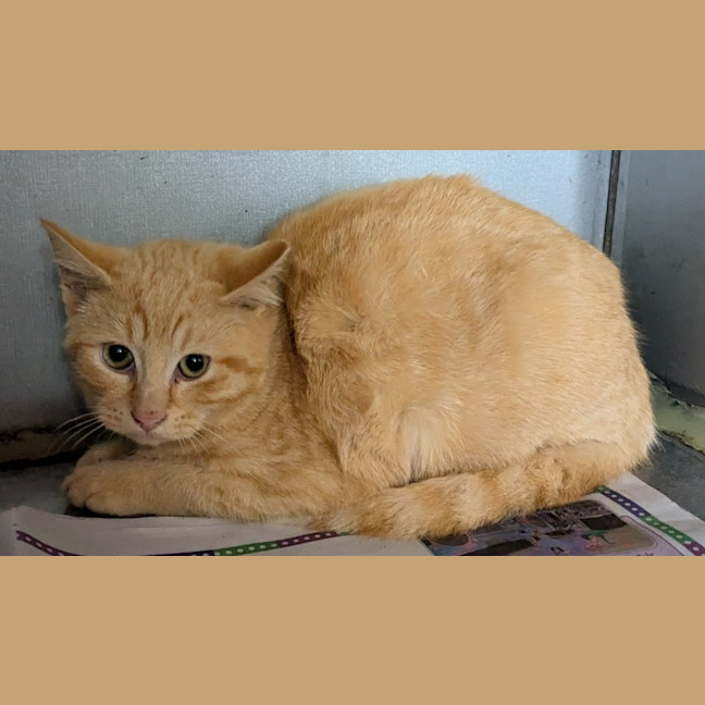 Photo of Pimpernel Pugh