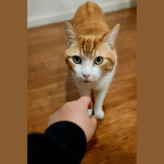 Photo of Ranger