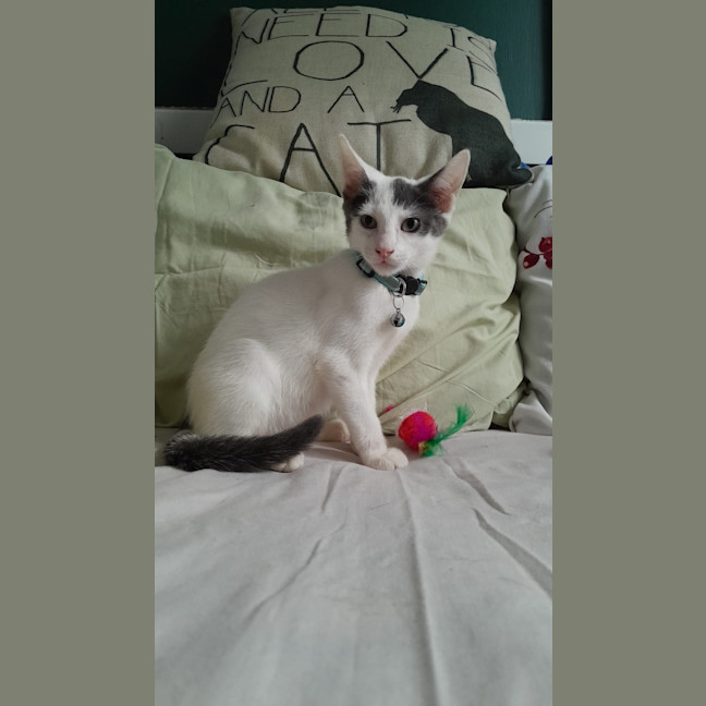 Photo of Loki