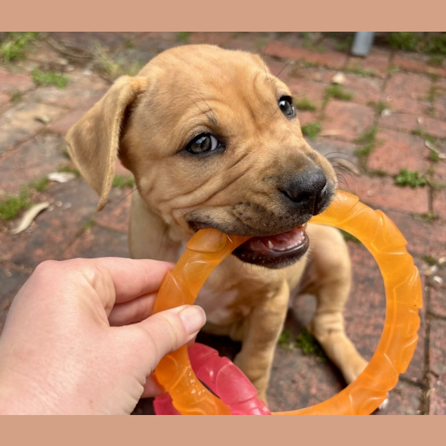 Photo of Winnie Roo